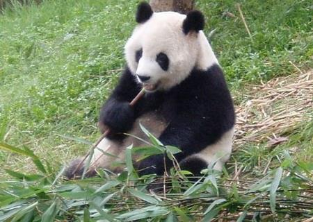 世上现存最年长熊猫迎38岁生日，他相当于人类多大？
